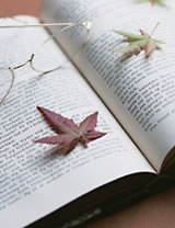 ���₢���킹�C���[�W